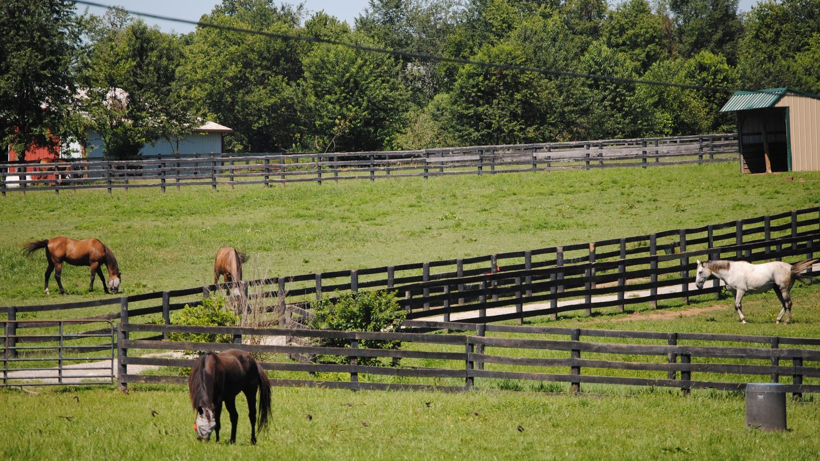 Bourbon and Horses in One Day: Distillery and Horse Farm Combo Tours